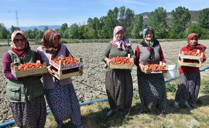 Boyabat'ta çilek hasadı başladı