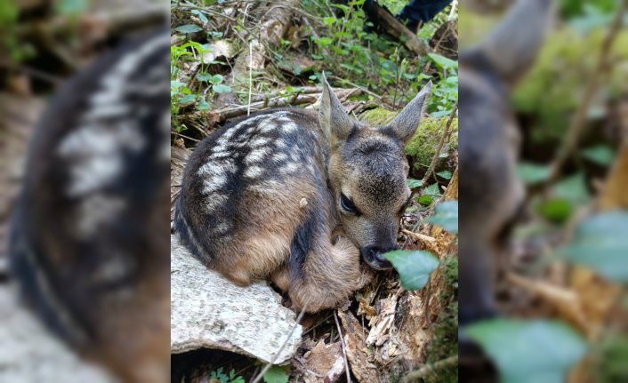 Karabük'te yaralı bulunan karaca yavrusu korumaya alındı