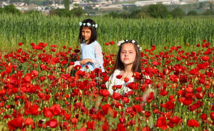 Tekirdağ'da gelincik tarlaları fotoğraf tutkunlarını ağırlıyor