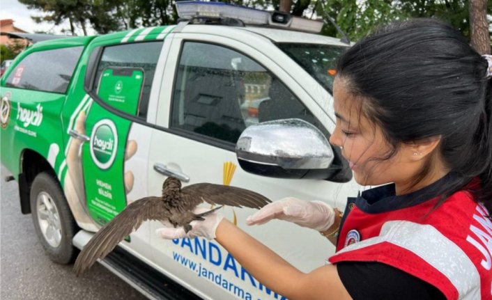 Jandarma ekiplerinin bulduğu yaralı ebabil tedaviye alındı