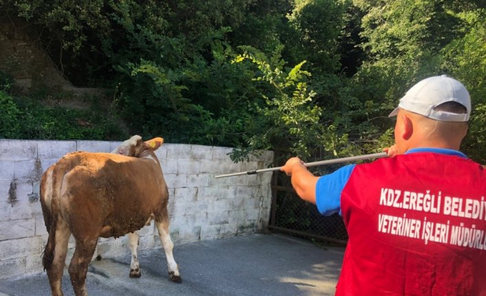 Ereğli'de kurban yakalama timi kuruldu