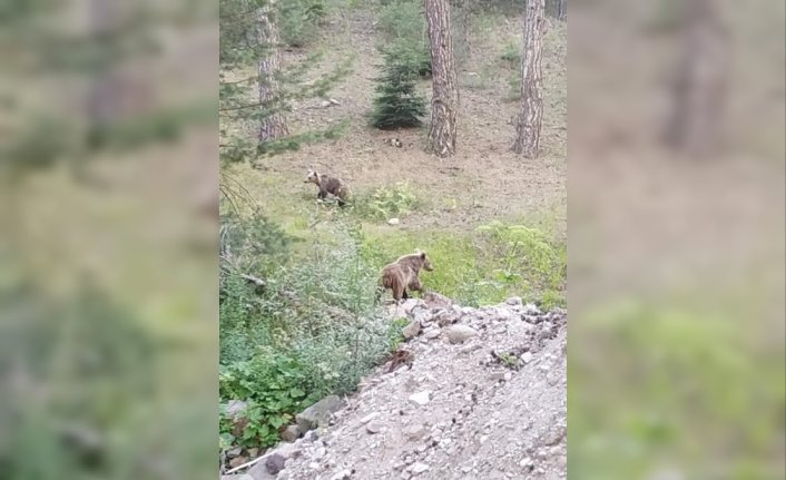 Bolu'da bozayı yavruları fotoğraflandı