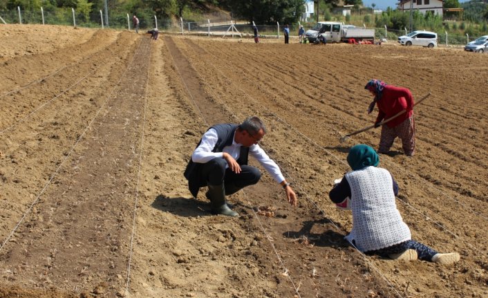 Karabük'te safran toprakla buluştu