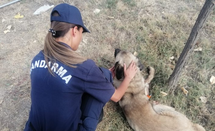 Tokat'ta yaralı köpek tedavi altına alındı