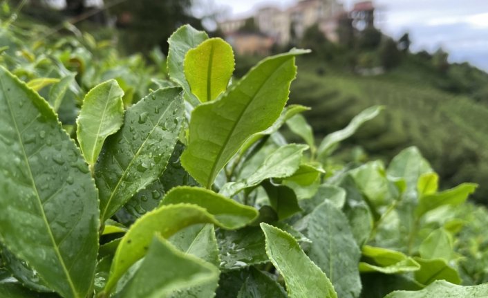 ÇAYKUR'un üçüncü sürgün yaş çay alımları devam ediyor