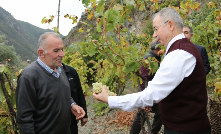 Artvin'de Vali Doruk, üzüm hasadı yaptı