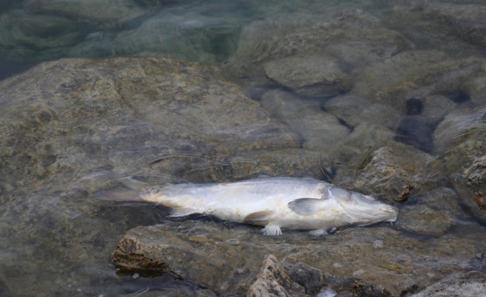 Bolu Gölköy Barajı'ndaki balık ölümlerine ilişkin adli soruşturma başlatıldı