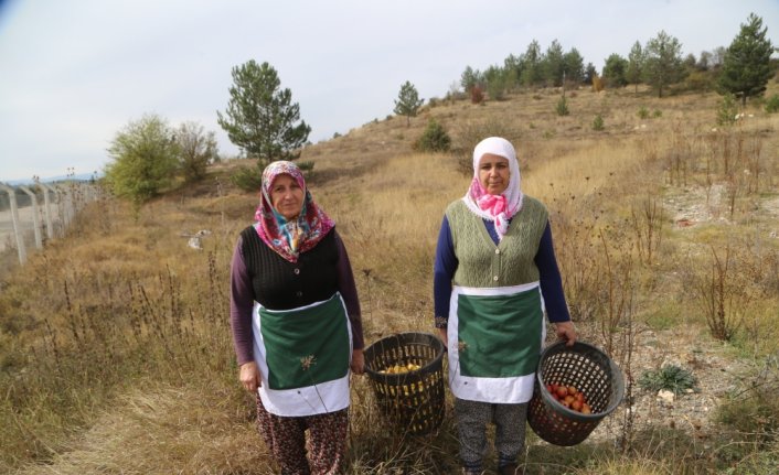 Orman meyvelerinin çekirdekleri yaban hayatı için fidana dönüşüyor