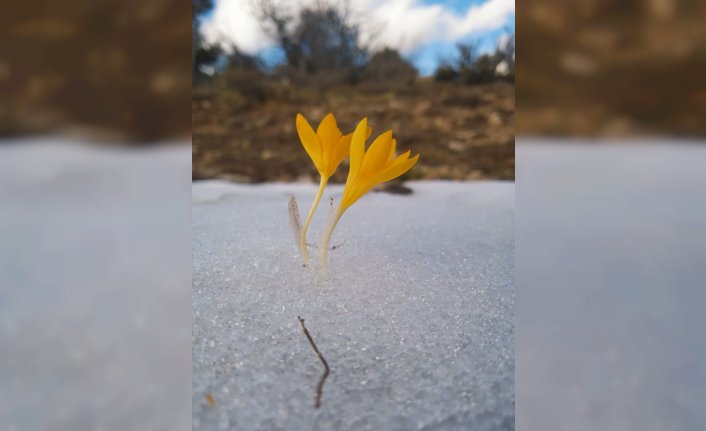 Karabük'te baharın müjdecisi çiğdemler çiçek açtı