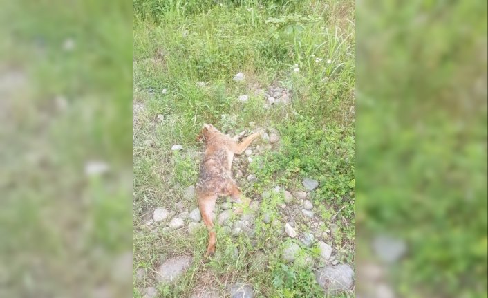 Trabzon'da yaralı bulunan çakal tedavi altına alındı