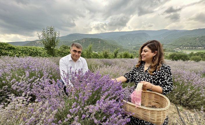 Karabük'te lavanta hasadına başlandı