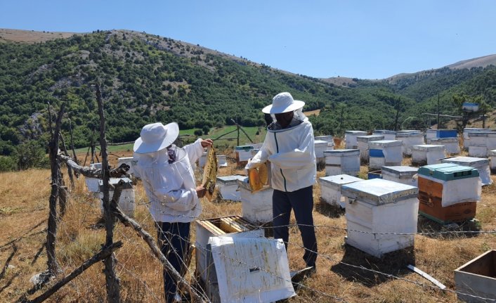 Mecitözü'nde ayçiçeği balı hasadı başladı