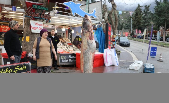 Amasya'da 2,1 metre boyunda 70 kilogram ağırlığında yayın balığı avlandı