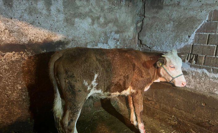 Kastamonu'da su kanalına düşen ineğin sahibi kulak küpesinden belirlendi