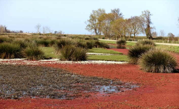 Kızıl eğrelti otları Kızılırmak Delta'sında su yüzeylerini kapladı