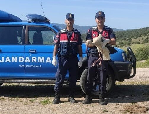 Amasya'da jandarmanın bulduğu yaralı leylek, tedavi edilecek