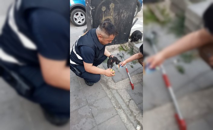 Bolu'da elektrik panosuna sıkışan kedi yavrusu kurtarıldı