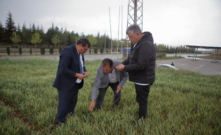 Çorum'da başlayan yağışlar çiftçileri umutlandırdı