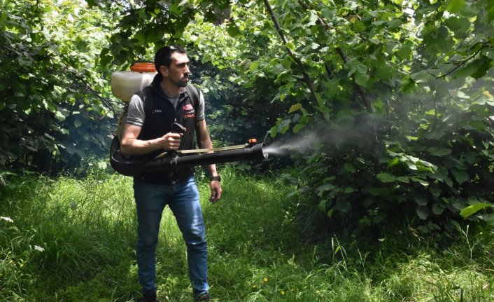 Fındık üreticileri bahçelerde hasat sezonu öncesi hazırlık yapıyor