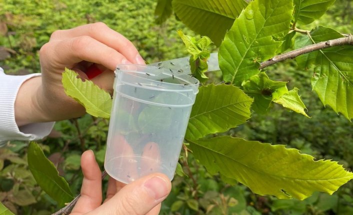 Gölyaka'da gal arısı ile mücadele çalışması sürüyor