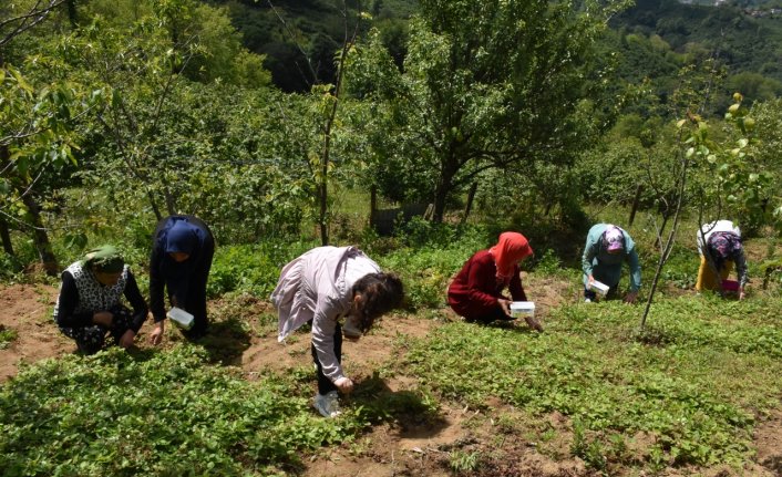 Karadenizli kadınlar topladıkları dağ çileğinden para kazanıyor