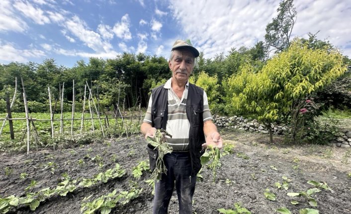 Kargı'da domuzlar sebze tarlasına zarar verdi