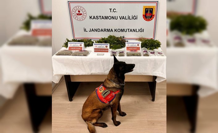 Kastamonu'da arazisinde 371 kök kenevir bulunan zanlı tutuklandı