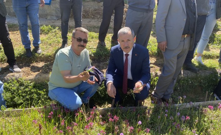 Mecitözü'nden çiftçiler Samsun'da Salep Hasat Şenliği'ne katıldı