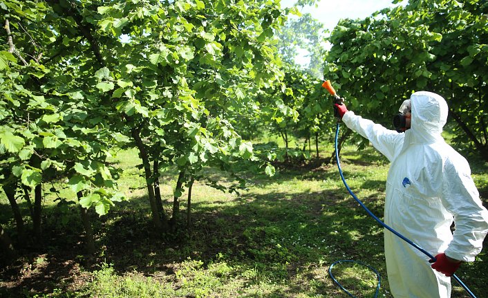 Ordu'da sahil kesiminde fındık bahçelerinde ilaçlama çalışmalarına başlandı