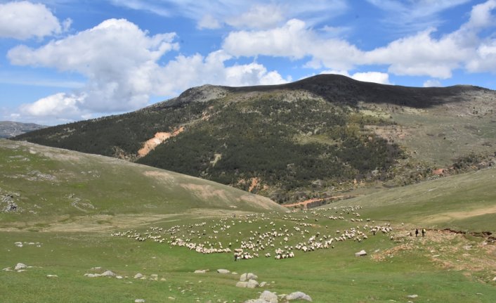 Ordulu çobanların 4 gün sürecek yayla yolculuğu başladı