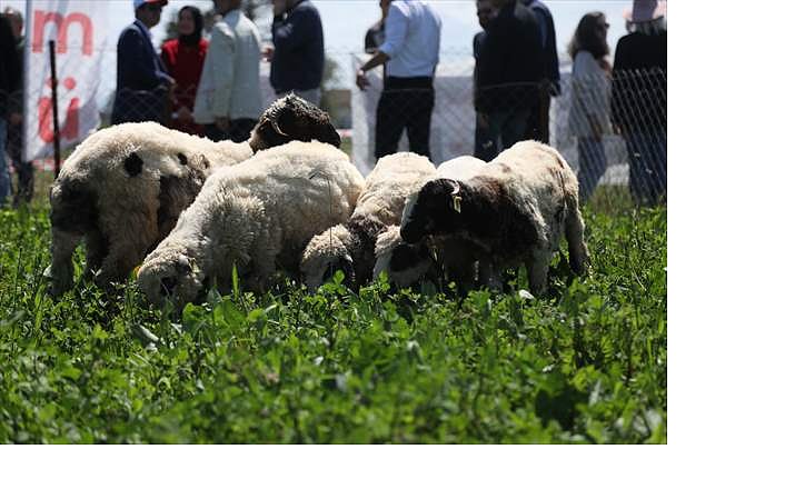 Samsun'da 8 farklı bitki çeşidinin ekildiği merada kuzu kilogramında artış sağlandı