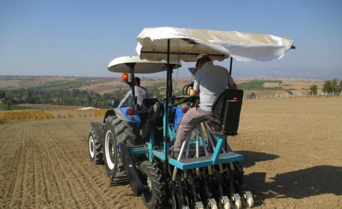 Yağ bitkisi ketencikte iki yeni tür geliştirildi