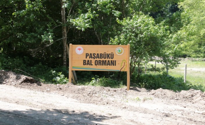 Yığılca'da bal ormanı kuruldu