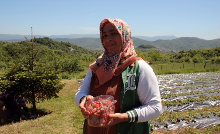 Zonguldak'ta coğrafi işaret belgeli “Osmanlı çileği“nin hasadı başladı