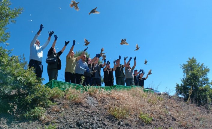 Amasya'da 600 kınalı keklik doğaya bırakıldı
