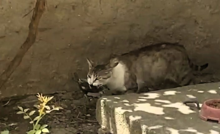 Amasya'da kedinin ağzındaki ebabil kuşu kurtarıldı