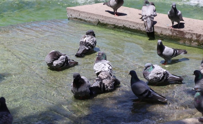 Amasya'da sıcaktan bunalan güvercinler süs havuzunda serinledi