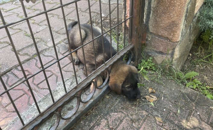 Bolu'da başı demir kapıya kafası sıkışan köpek yavrusunu itfaiye kurtardı