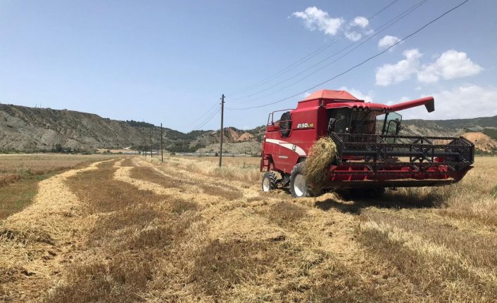 Dodurga'da arpa hasadı başladı