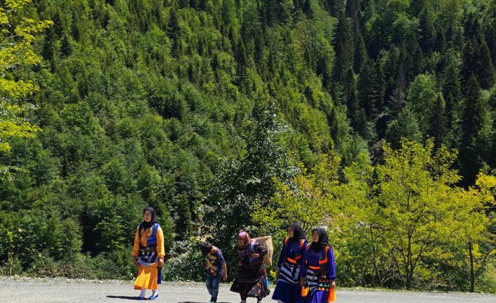 Doğu Karadeniz yaylalarına büyükbaş hayvanlarla göç başladı