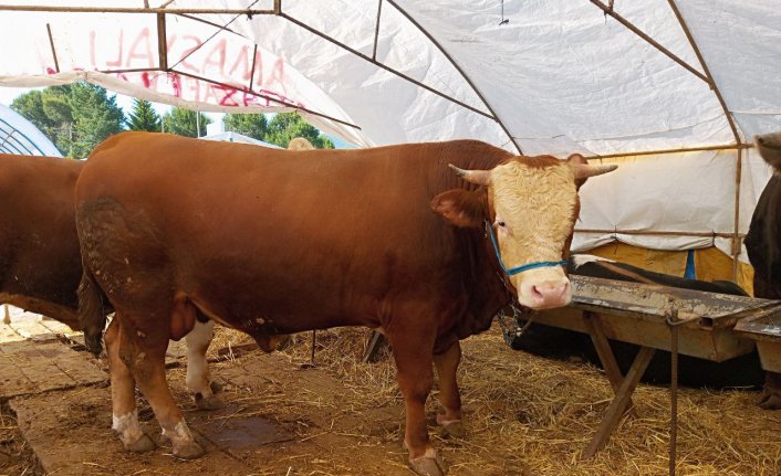 Düzce ve Zonguldak'ta ağırlıkları birer tona yaklaşan 2 kurbanlık, alıcı bekliyor