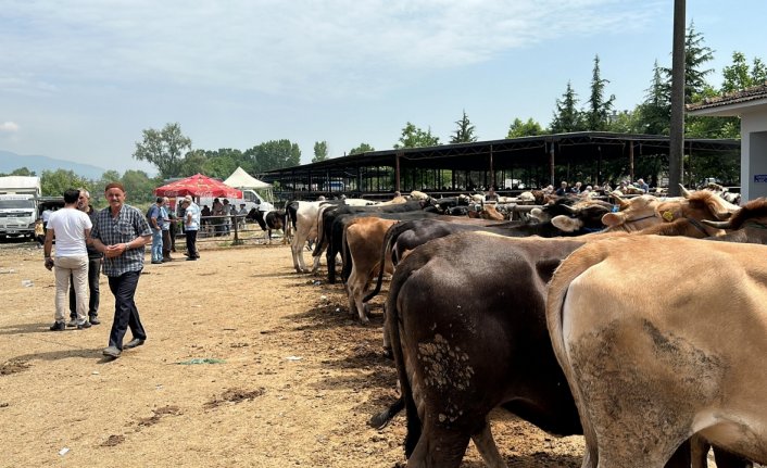 Düzce'de hayvan pazarındaki hareketliliğin haftaya başlaması bekleniyor