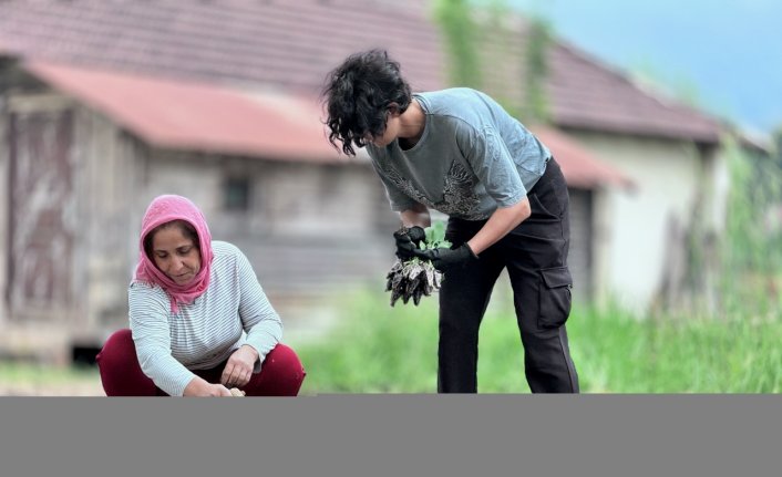 Düzce'de kooperatif kuran kadın girişimciler meyve sebze yetiştiriyor