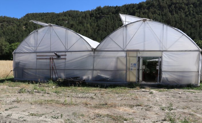 Gaziantep'ten Karabük'e yerleşen depremzede çiftçi, topraksız tarımla çilek üretiyor