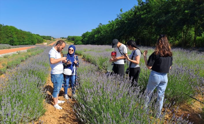 Karabük ve Sakarya'da çiçek açan lavanta bahçeleri ziyaretçilerini ağırlıyor