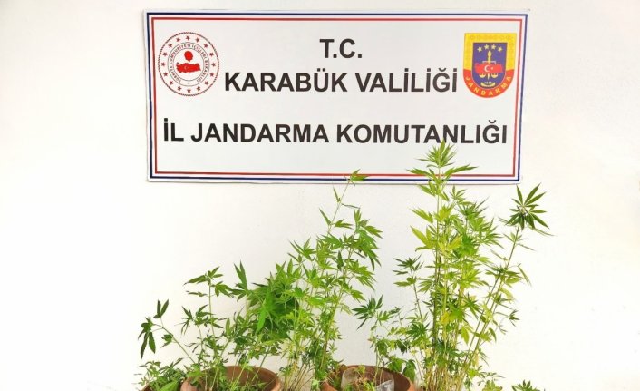 Karabük'te ormanlık alana kenevir ektiği iddia edilen şüpheli tutuklandı