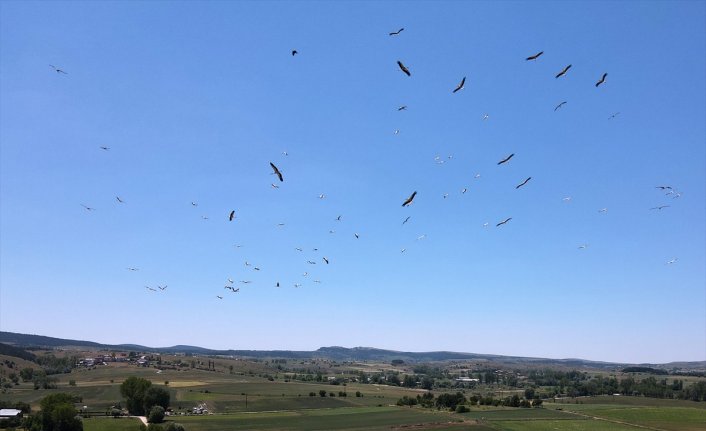 Kastamonu'da “leyleklerin dansı“ dronla görüntülendi