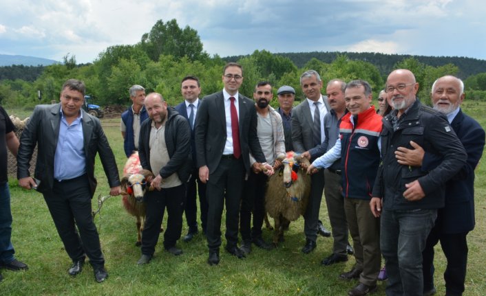 Mengen'de “Koç Katım Şenliği“ gerçekleştirildi