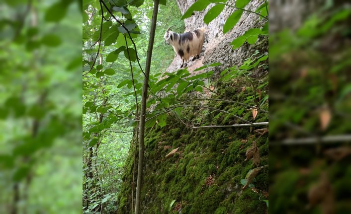 Rize'de kaçan keçi 3 gün sonra bulundu