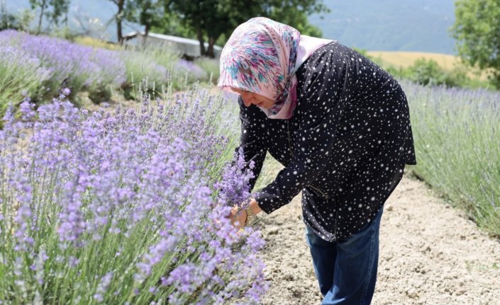 Safranbolu'da lavanta üretim alanında artış